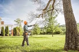 Trusted Texarkana, TX Tree Care Experts